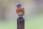Male Eastern bluebird, Kentucky Art Print